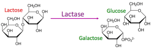 lactase fxn